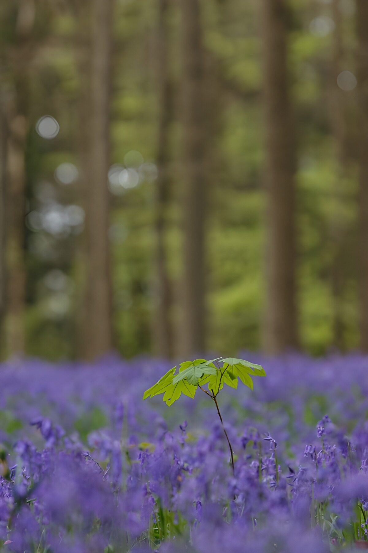 OCCOM3027007: Lone Leaf in a Sea of Bluebells