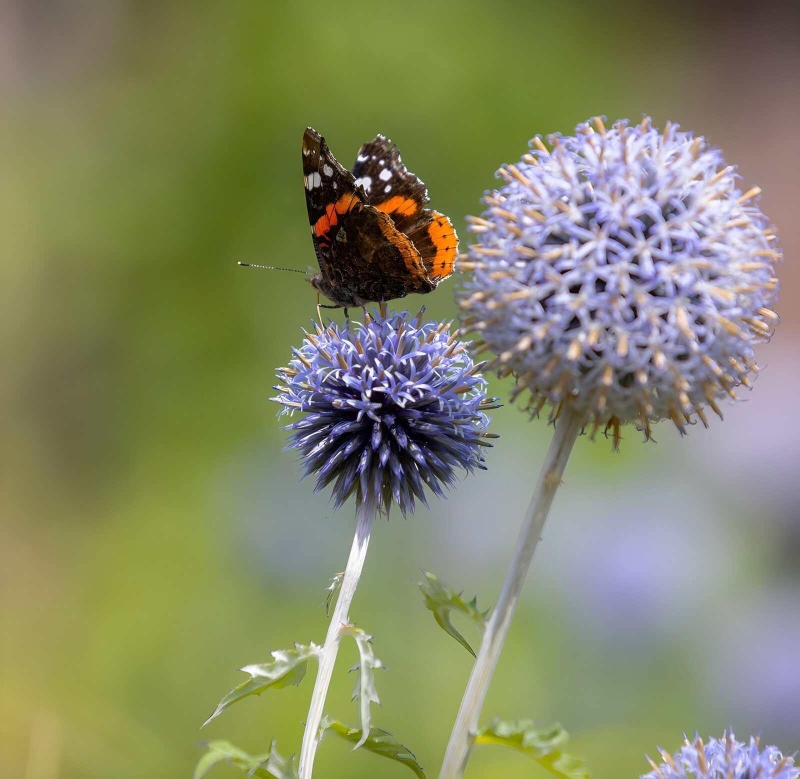 OCCOM6406589: Butterfly on Blue Thistle Flower