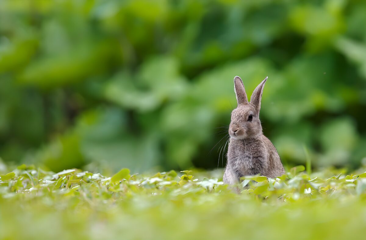 Curious Rabbit in the Meadow