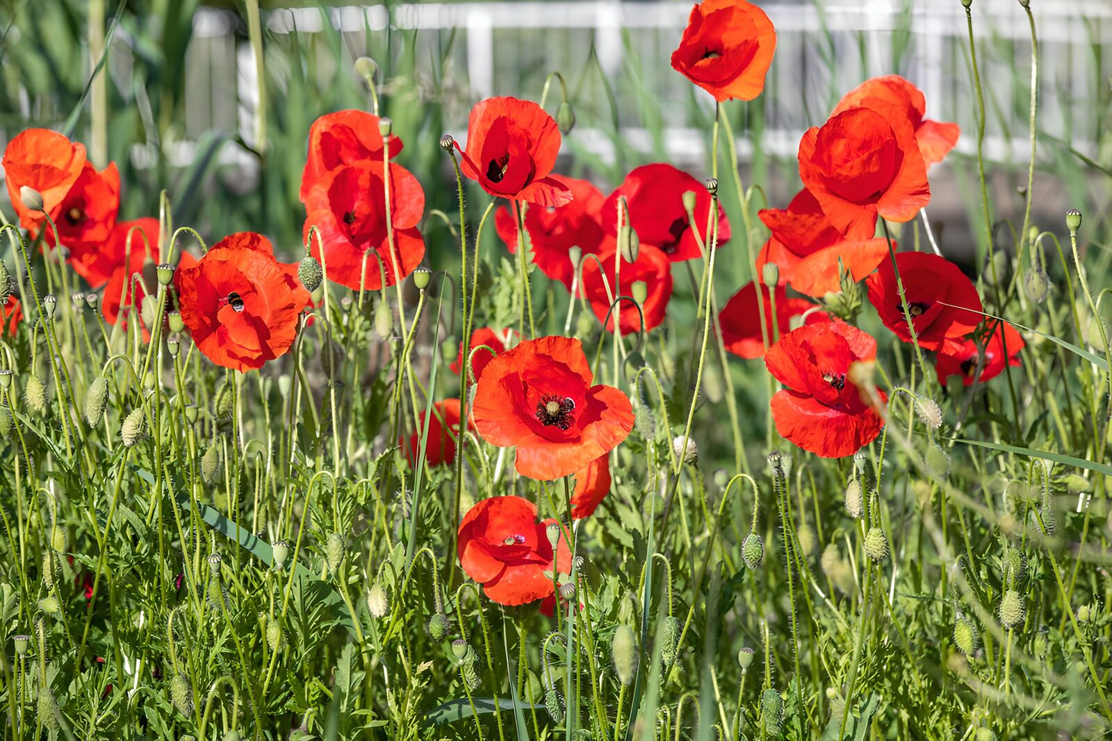 OCCOM9865713: Vibrant Poppy Field in Bloom