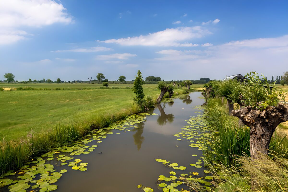OCCOM5145012: Tranquil Stream in Lush Countryside