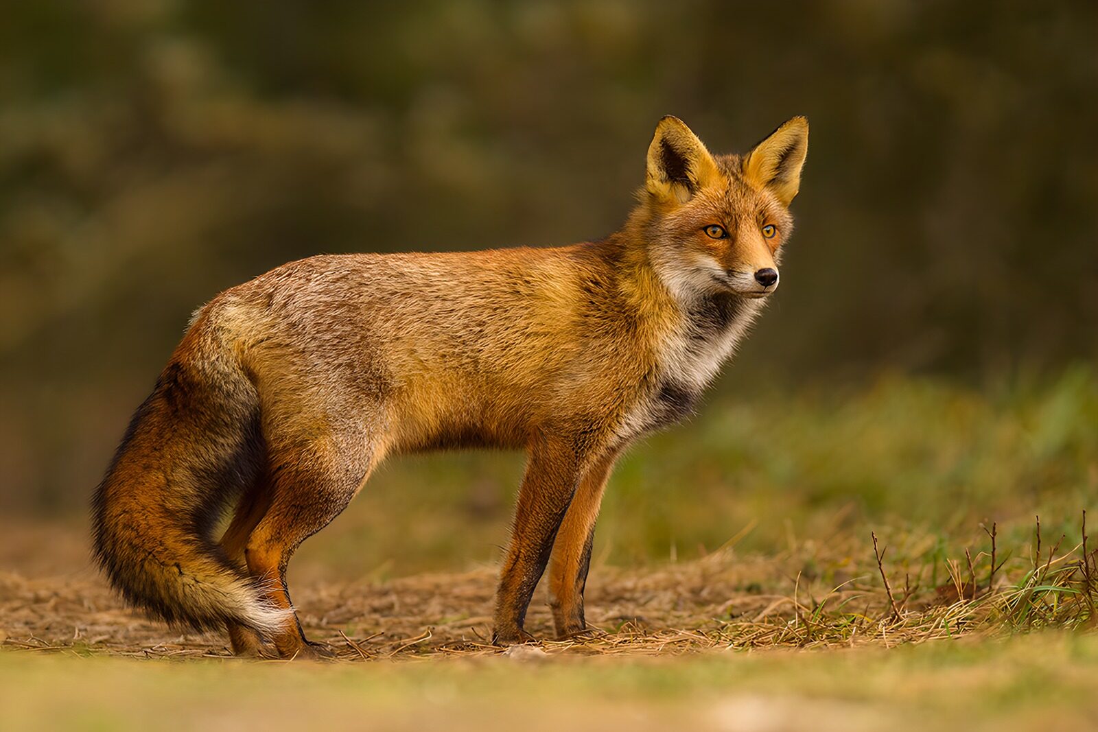 OCCOM9496803: Elegant Red Fox in Natural Habitat