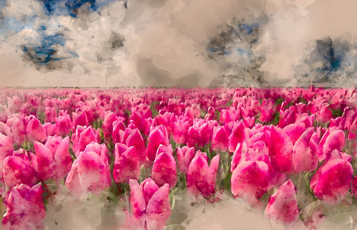 Vibrant Pink Tulip Field Under a Dreamy Sky