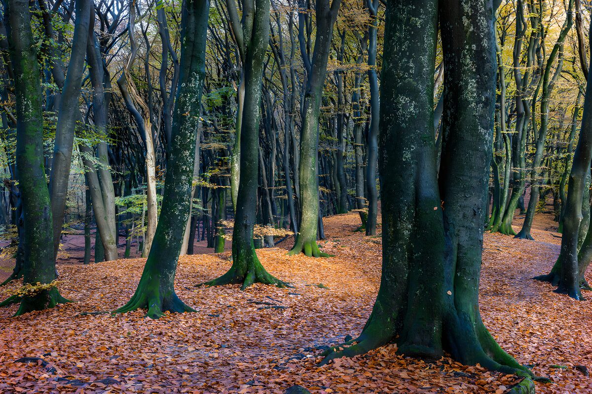 OCCOM8980660: Enchanted Autumn Forest Path