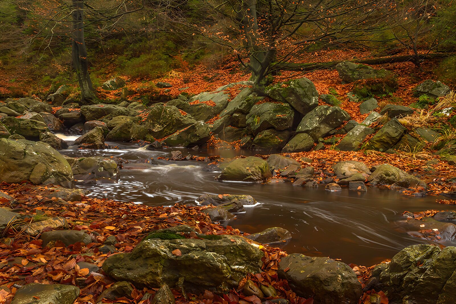 OCCOM1768567: Tranquil Autumn Stream