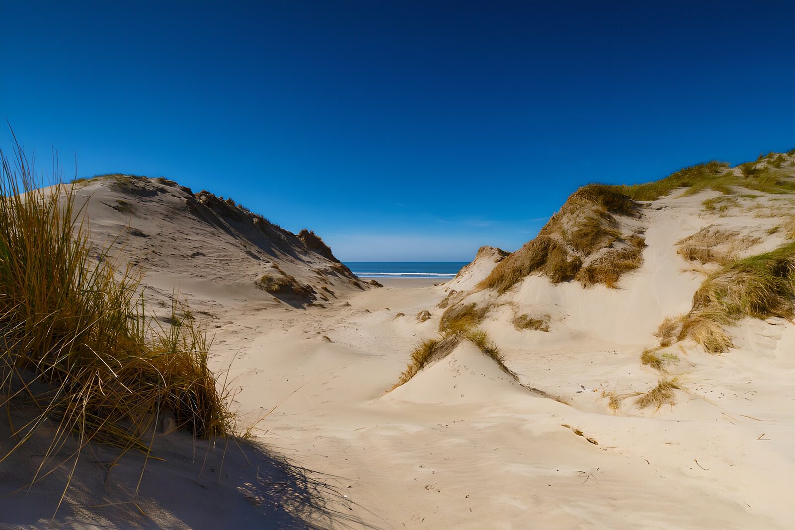OCCOM7632657: Serene Coastal Dunes Under Clear Sky