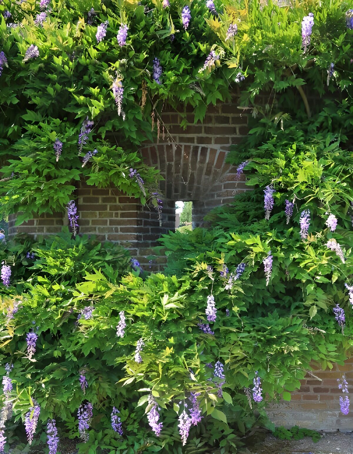 OCCOM6759494: Blossoming Vines on a Brick Wall
