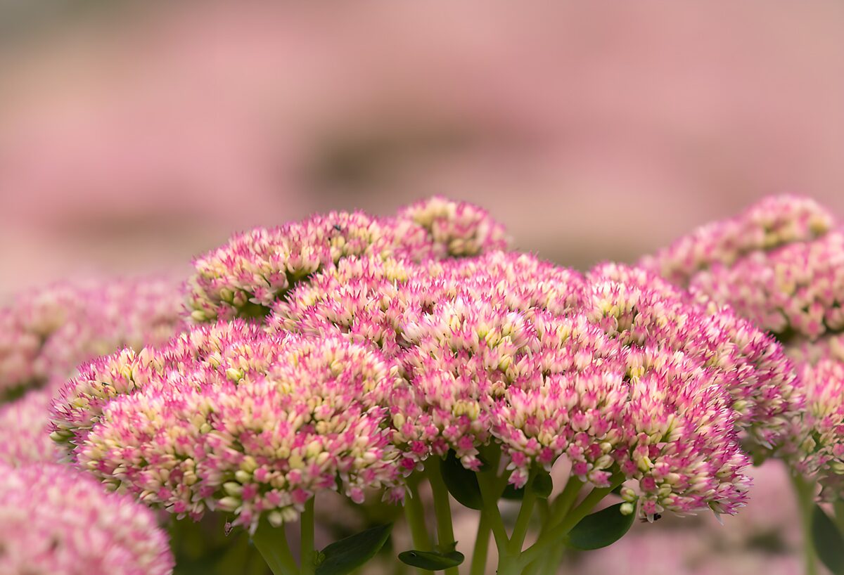 OCCOM5379926: Vibrant Pink Blossoms in Bloom