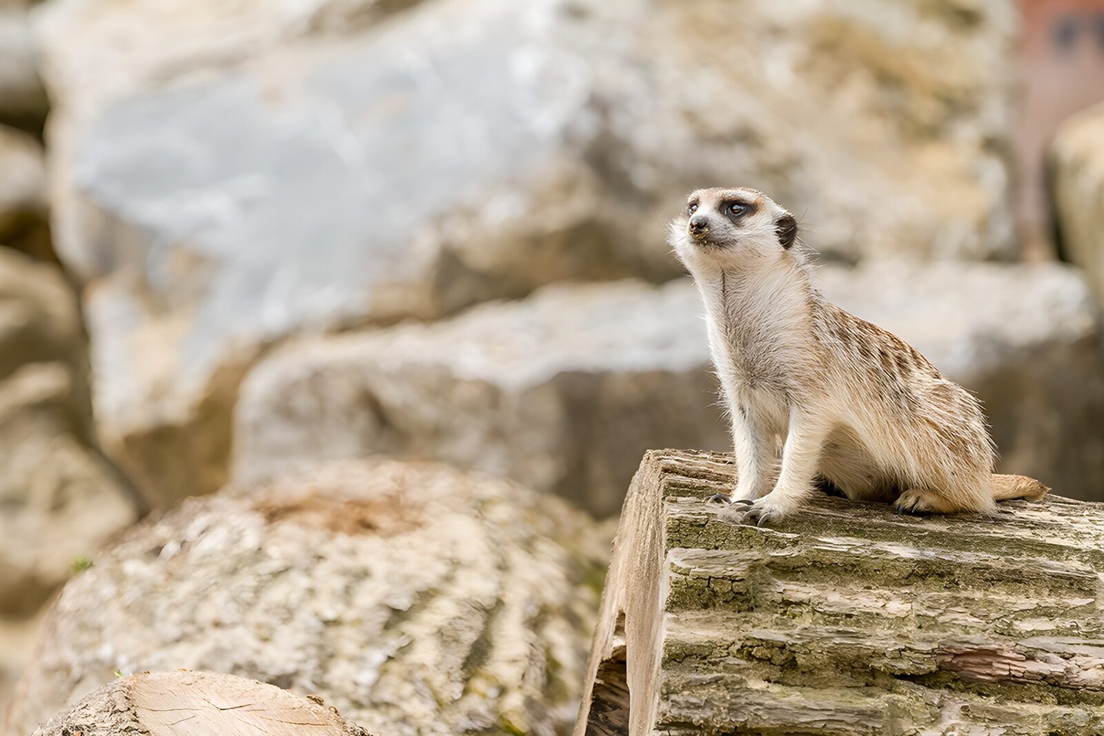 OCCOM8740920: Curious Meerkat on a Log