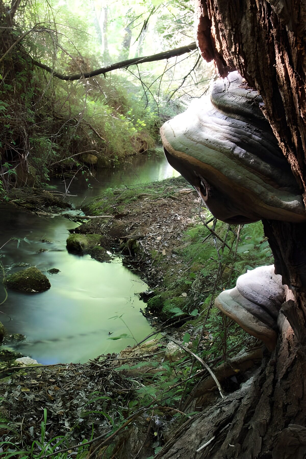Serene Forest Stream with Mushrooms