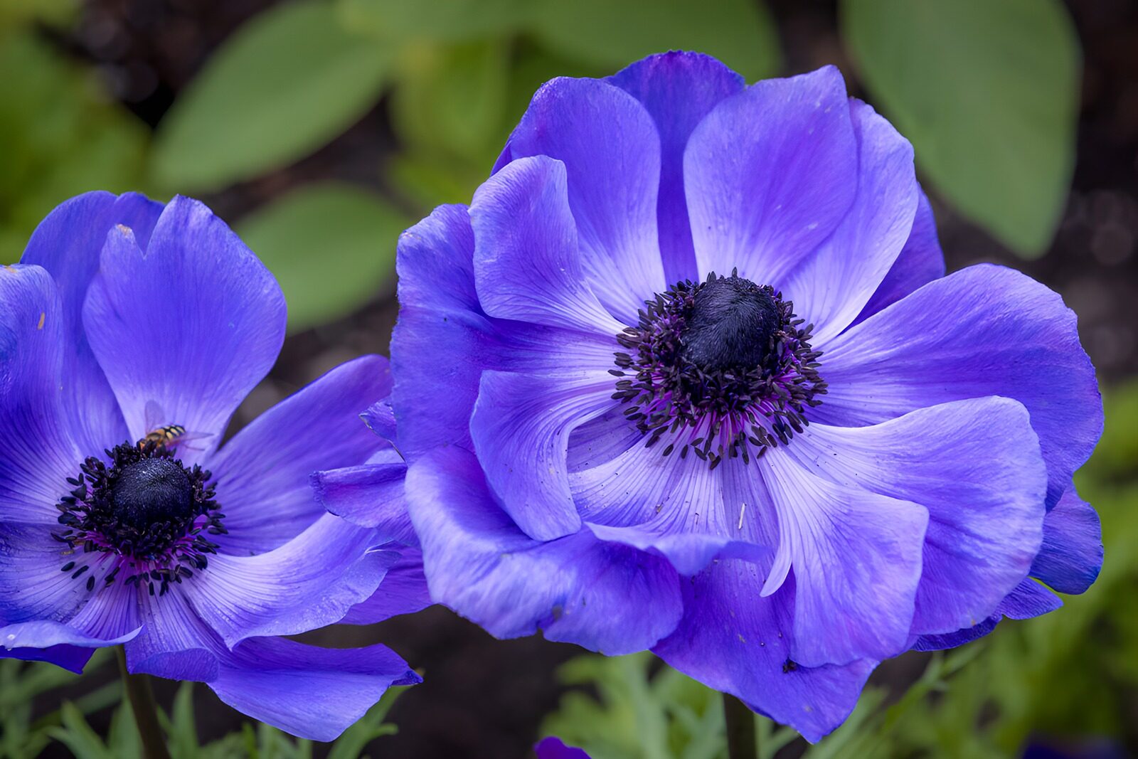 OCCOM3675998: Vibrant Purple Anemone Bloom