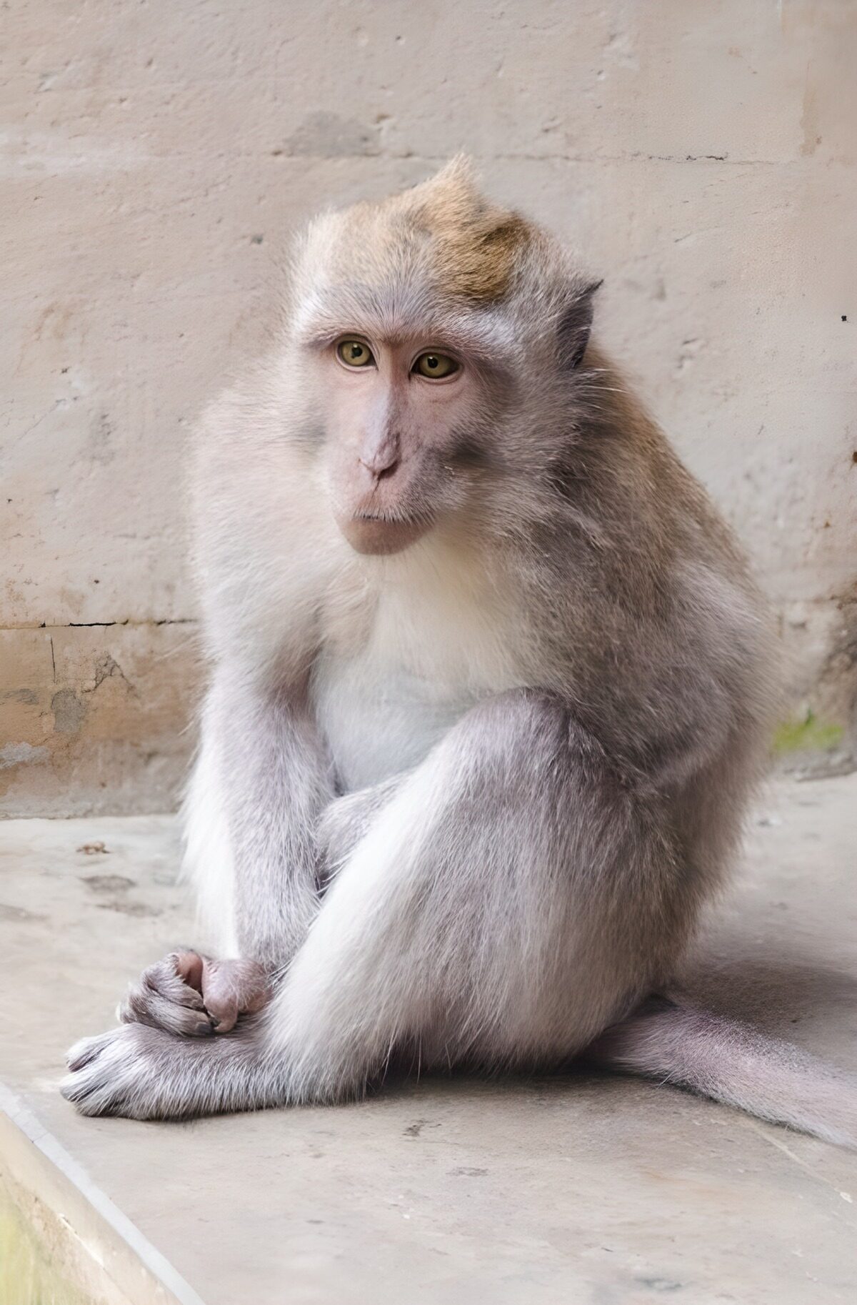 Thoughtful Monkey in Contemplation