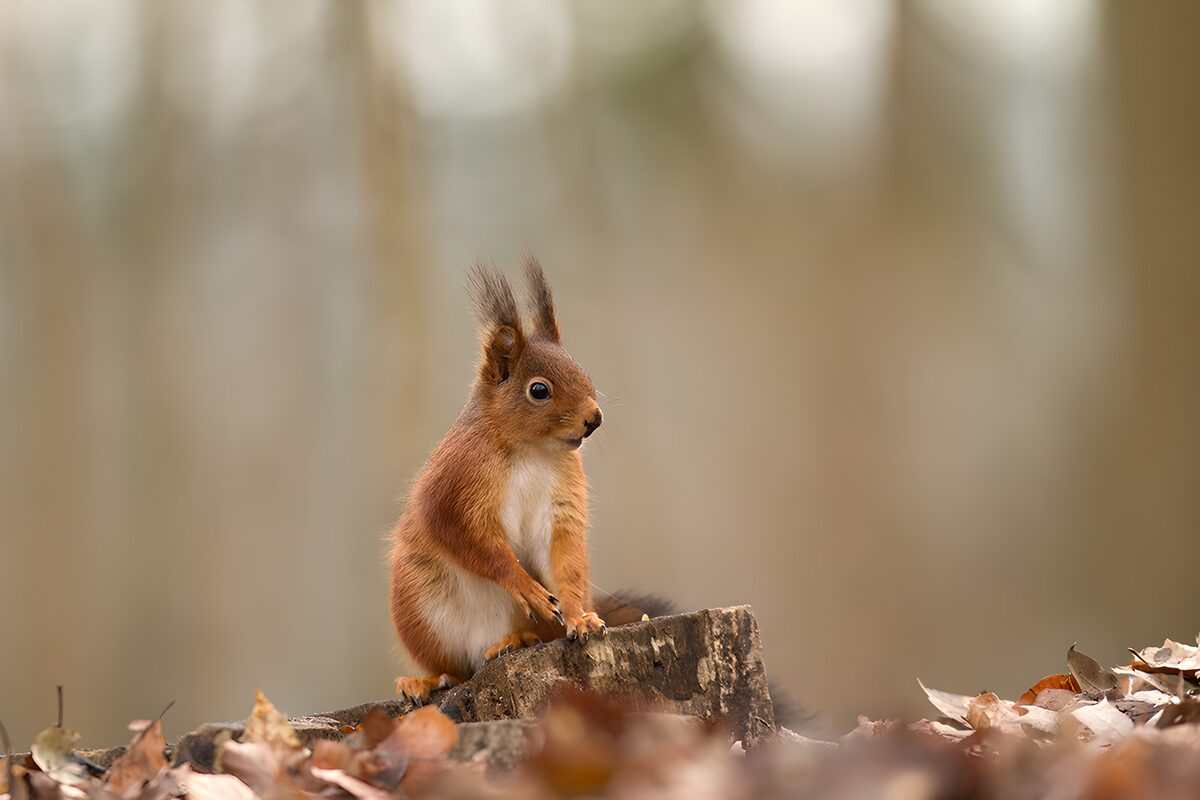 Curious Squirrel Among Autumn Leaves