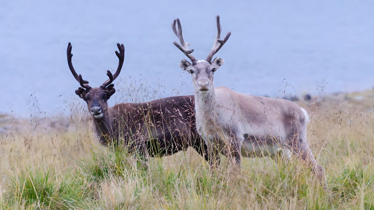 Majestic Reindeer in Grassy Field