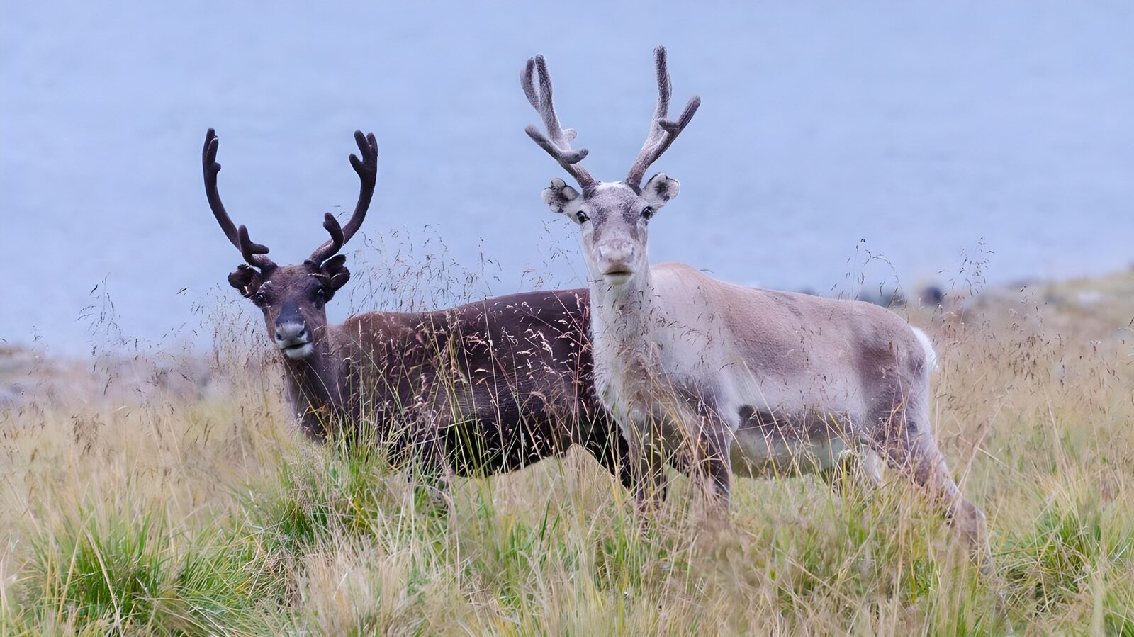 OCCOM8787577: Majestic Reindeer in Grassy Field