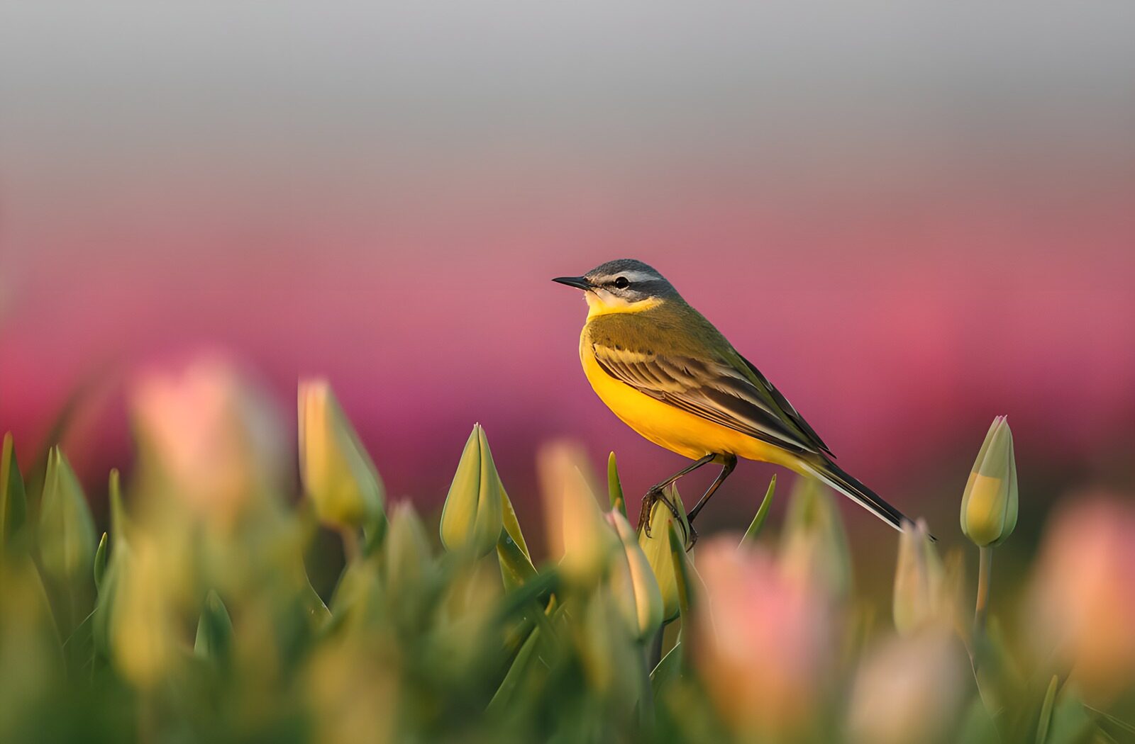 OCCOM1168862: Vibrant Bird in Blooming Tulip Field