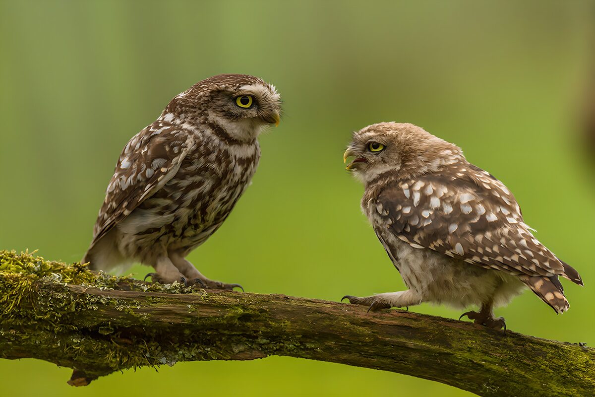 OCCOM5805204: Playful Owls in Nature