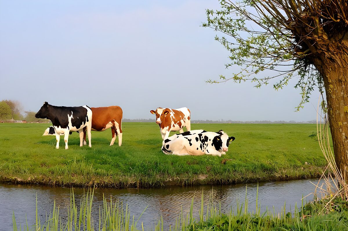 Peaceful Cows in a Pastoral Landscape