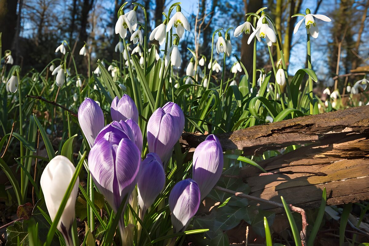 OCCOM6268935: Spring Blooms: Snowdrops and Crocuses