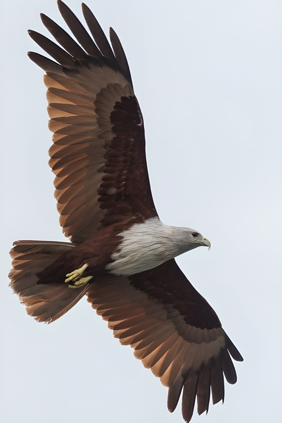 OCCOM2690443: Majestic Eagle in Flight