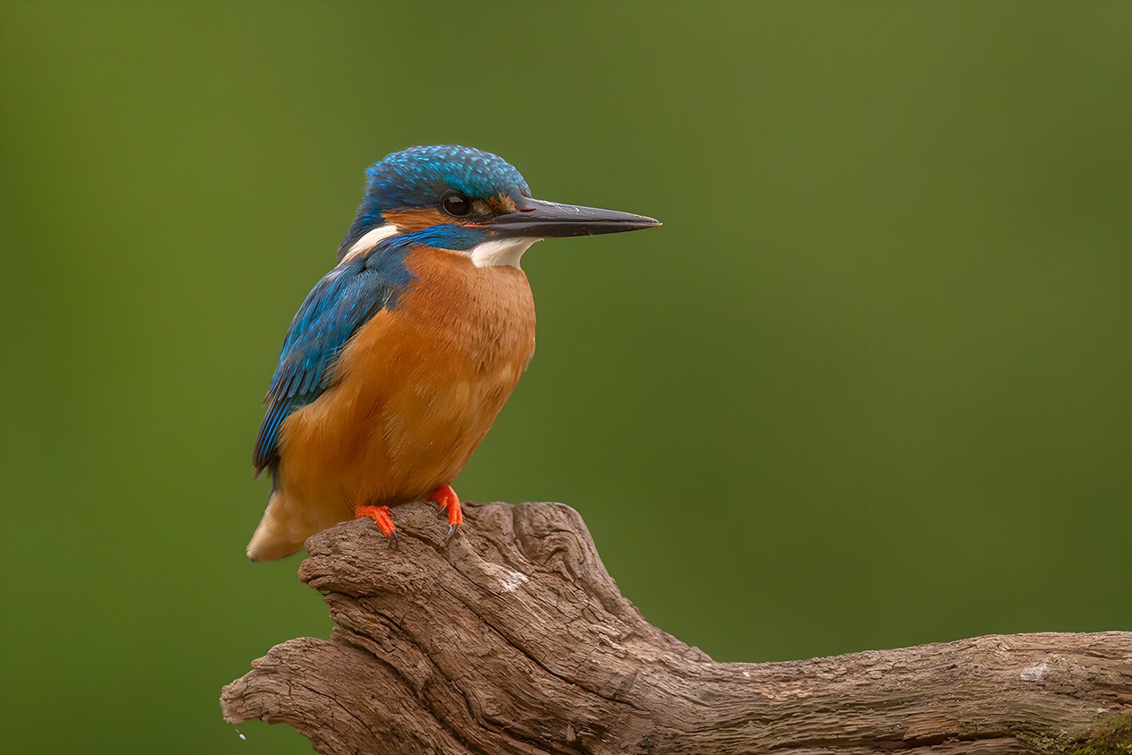 OCCOM4863371: Vibrant Kingfisher Perched Quietly