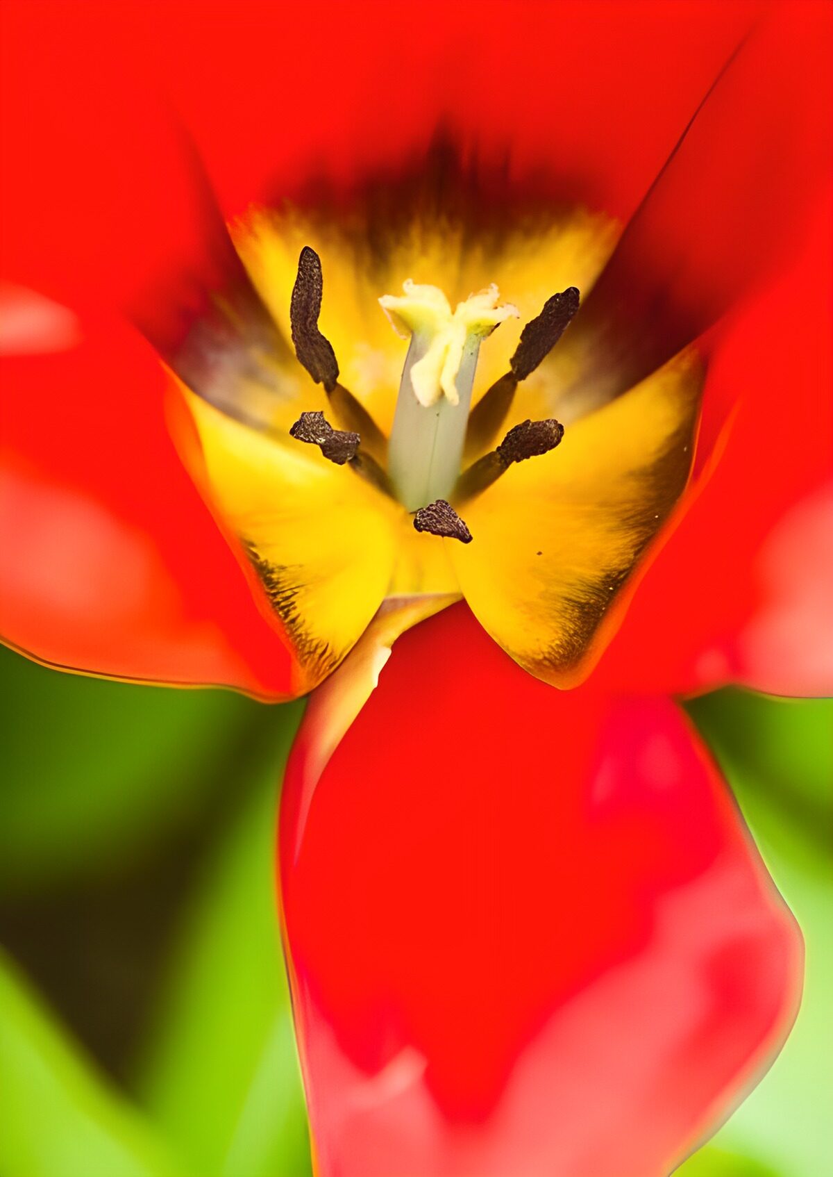 Vibrant Tulip Close-Up