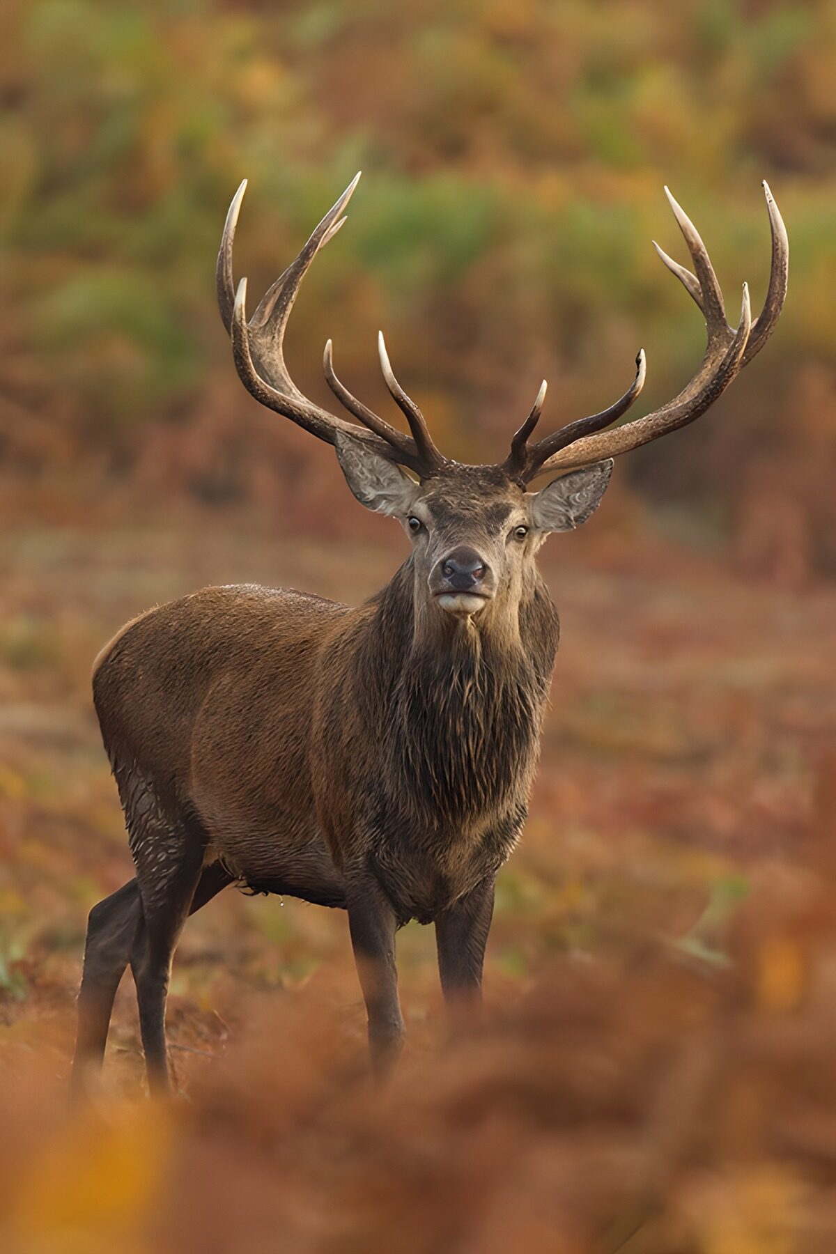 Majestic Stag in Autumn Foliage