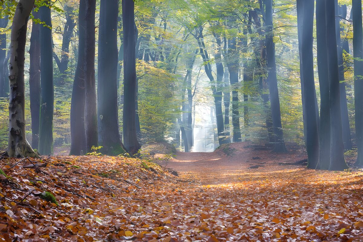 Enchanted Autumn Forest Path