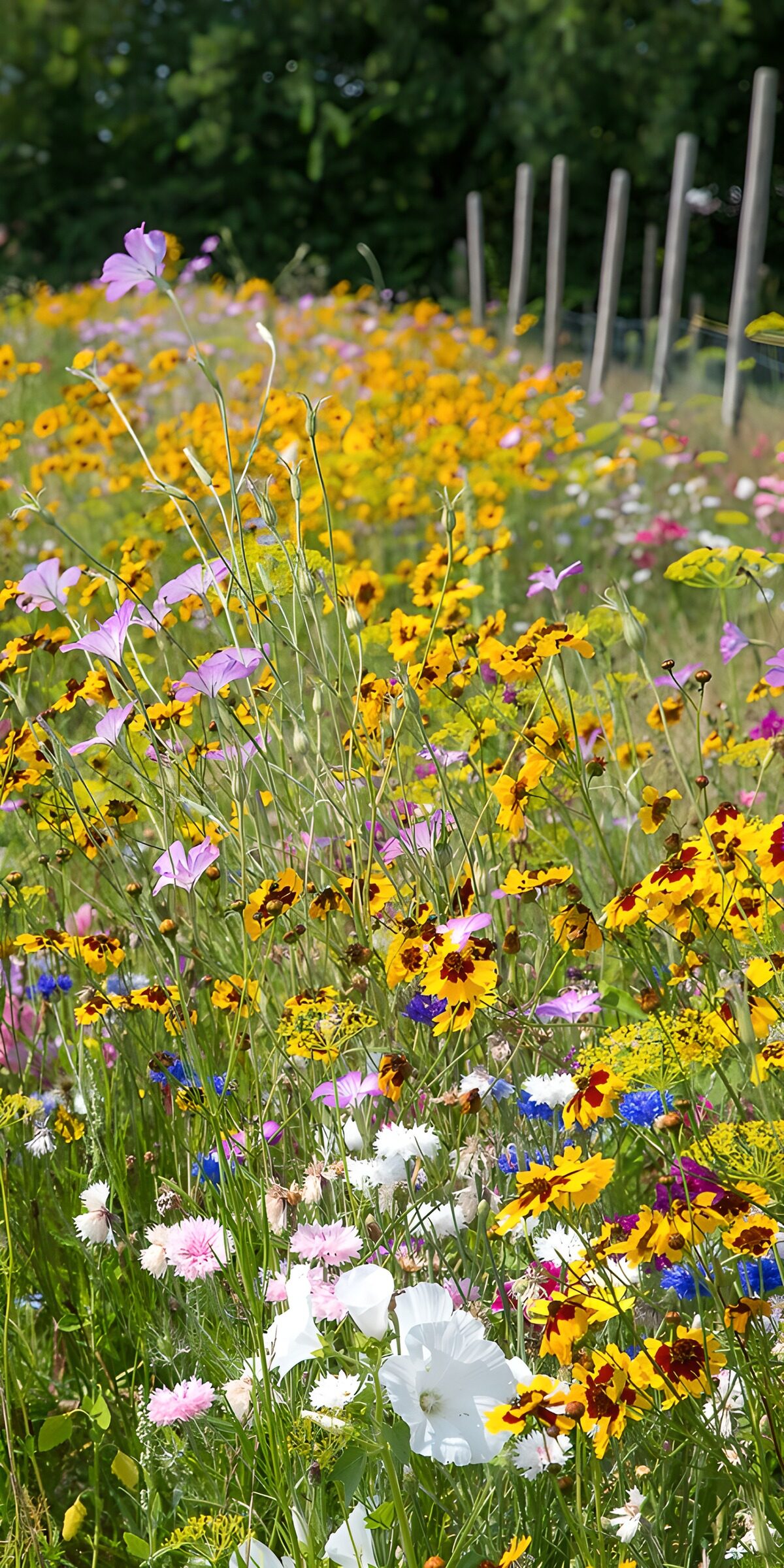 OCCOM9555513: Vibrant Meadow of Wildflowers