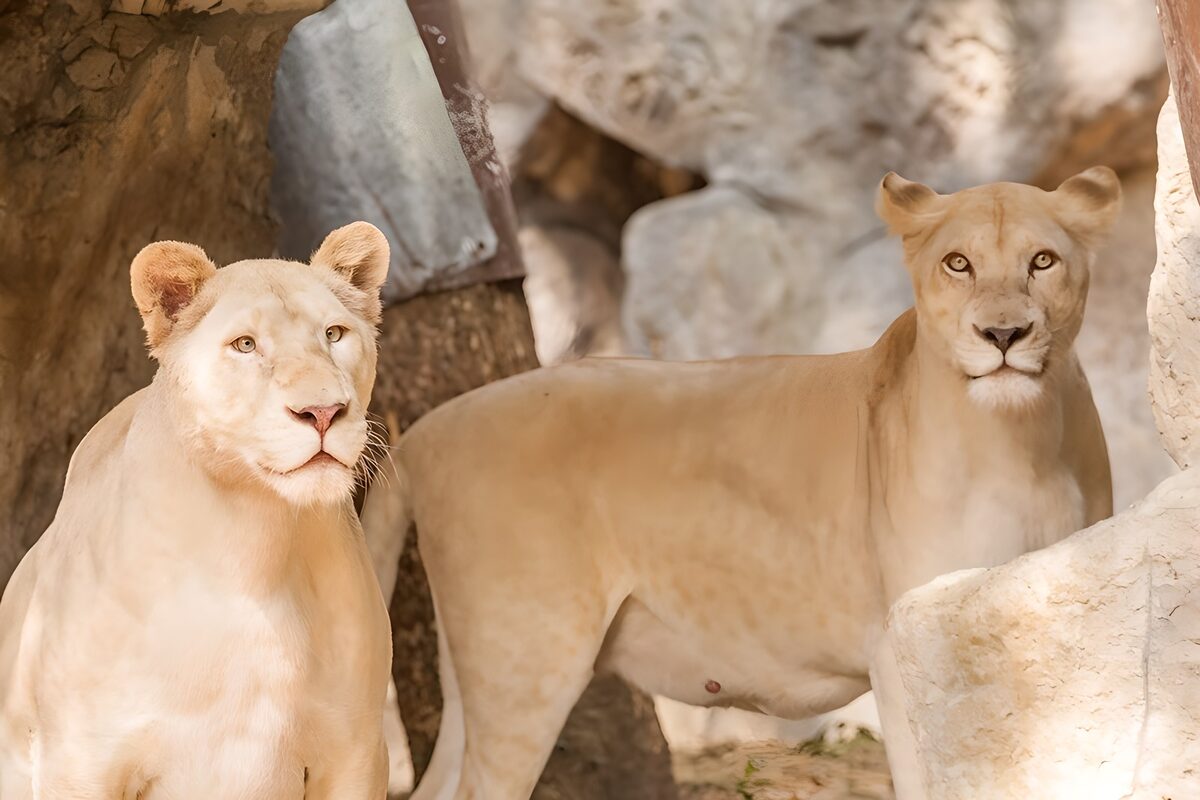 Majestic White Lions in Serenity