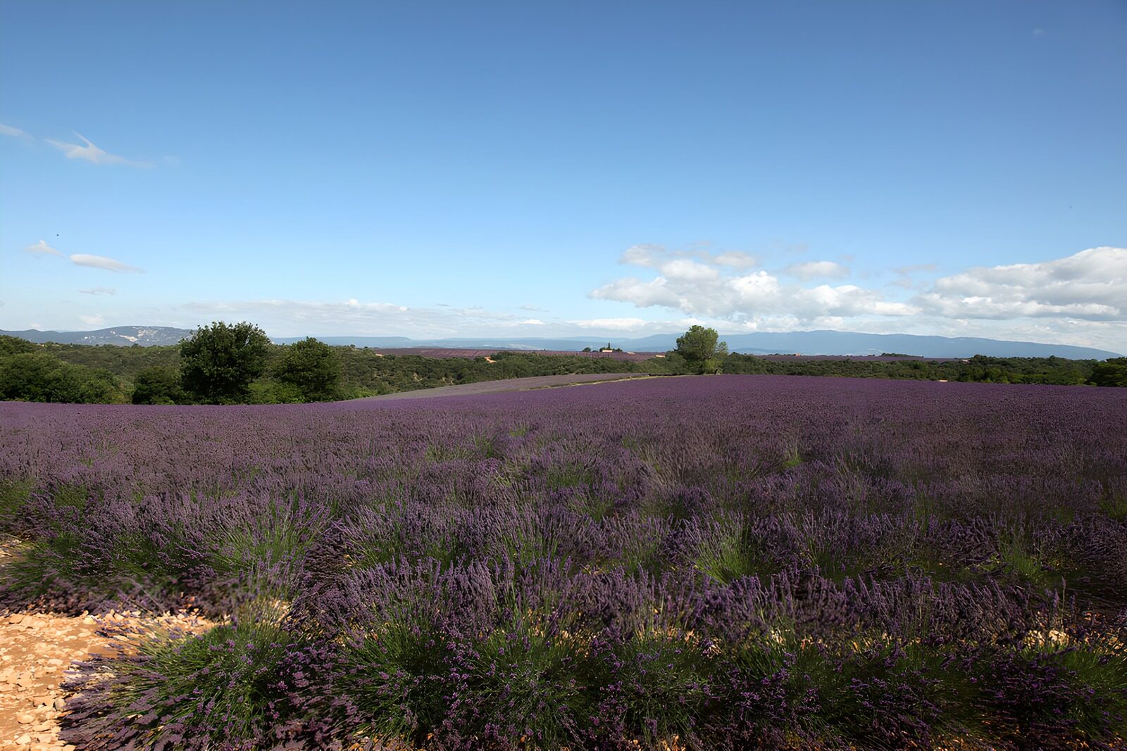 OCCOM5207202: Lavender Fields Under the Blue Sky