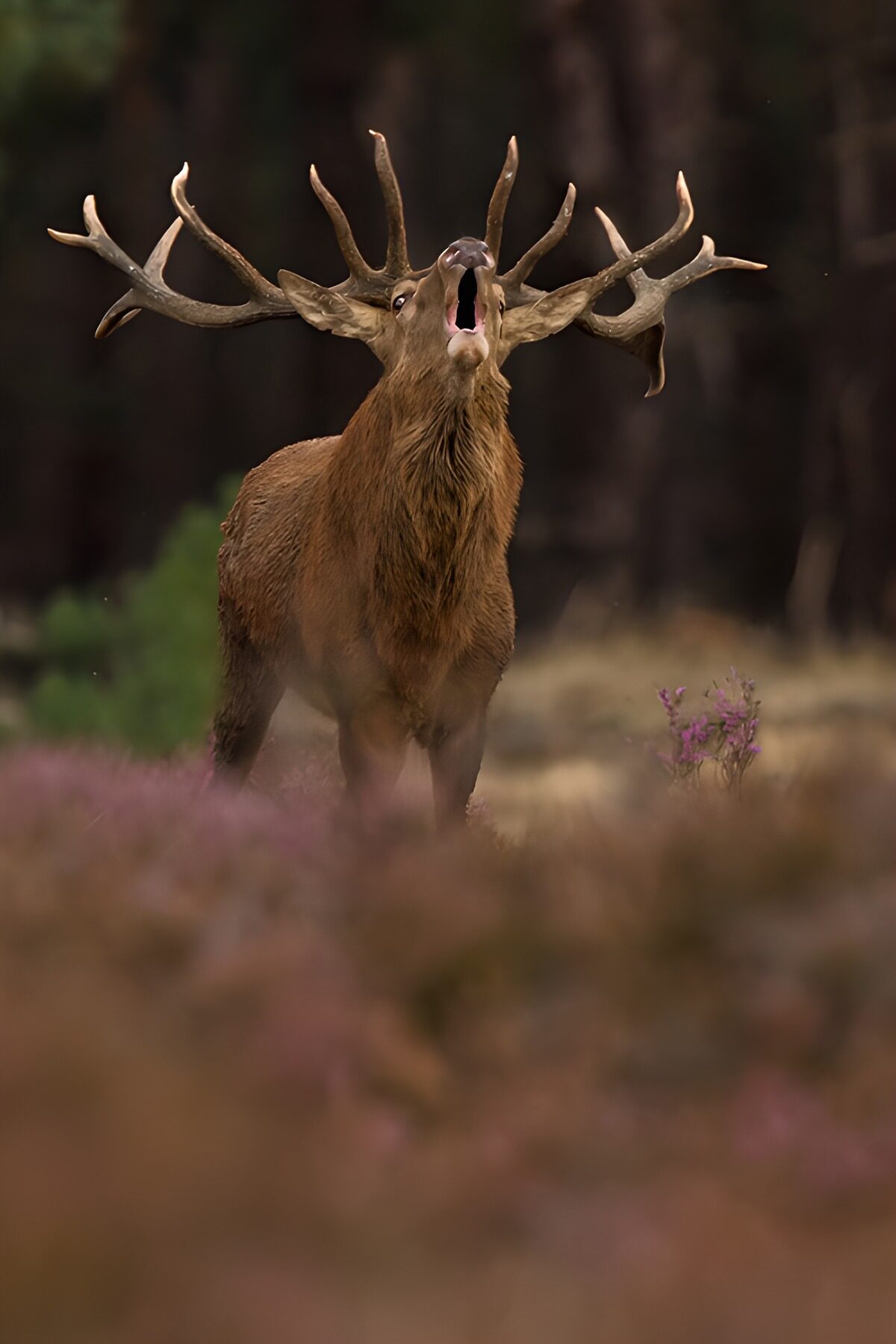 Majestic Stag in the Wild