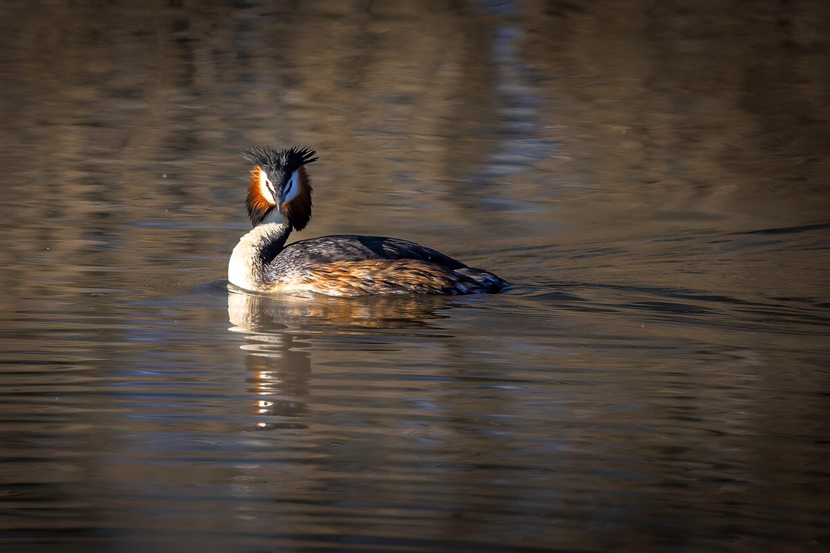 OCCOM2501274: Elegant Aquatic Bird on Calm Water