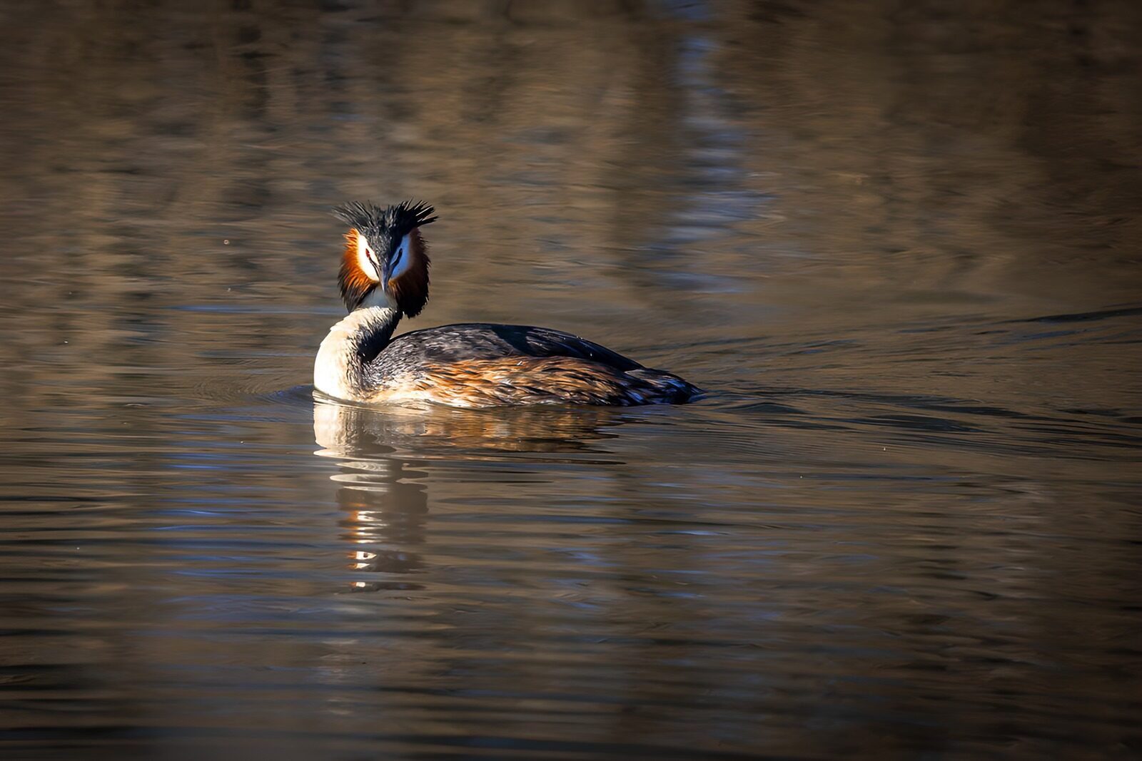 OCCOM2501274: Elegant Aquatic Bird on Calm Water