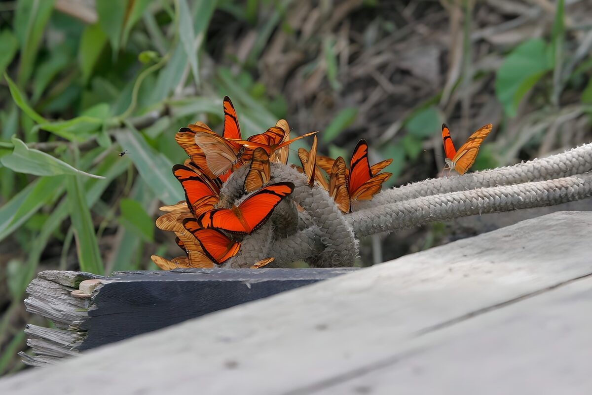 Vibrant Butterflies Gathered on a Rope