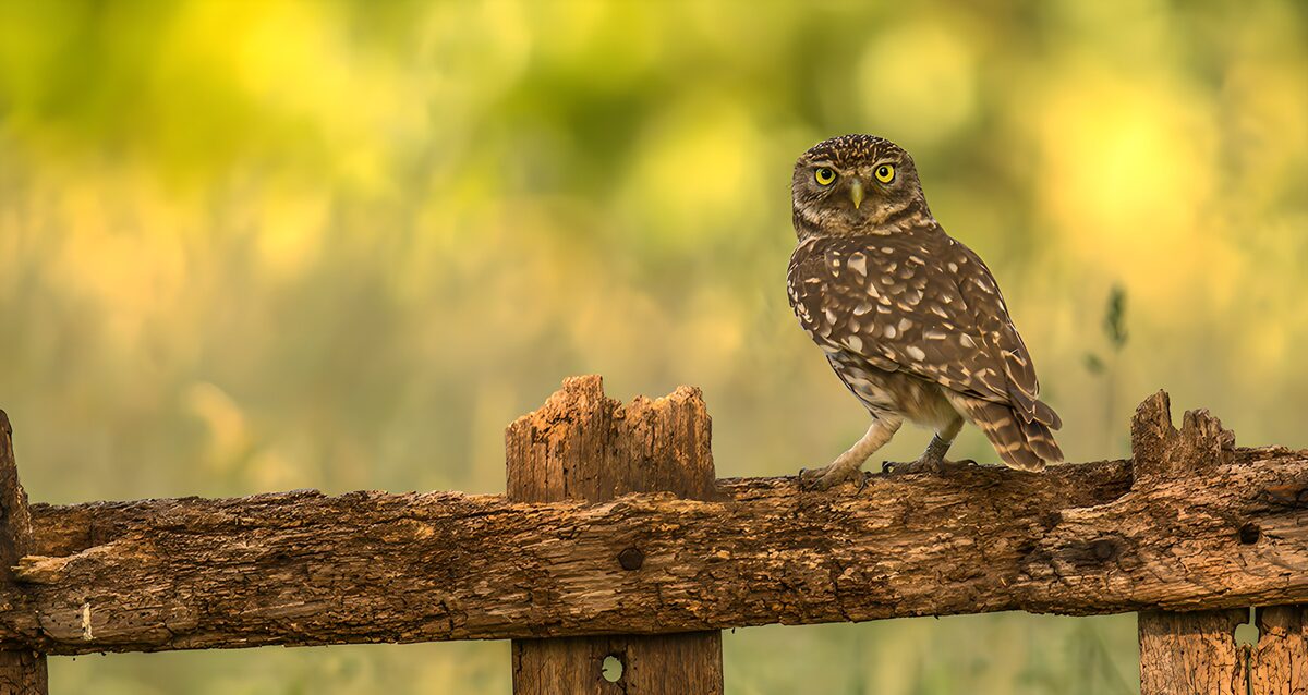 OCCOM2613885: Curious Owl on a Wooden Fence