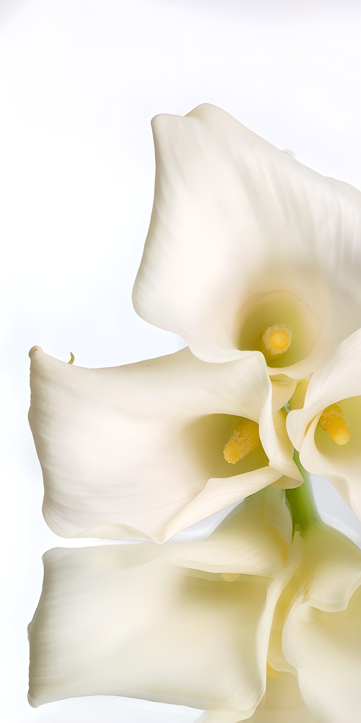 OCCOM6284151: Elegant White Calla Lilies