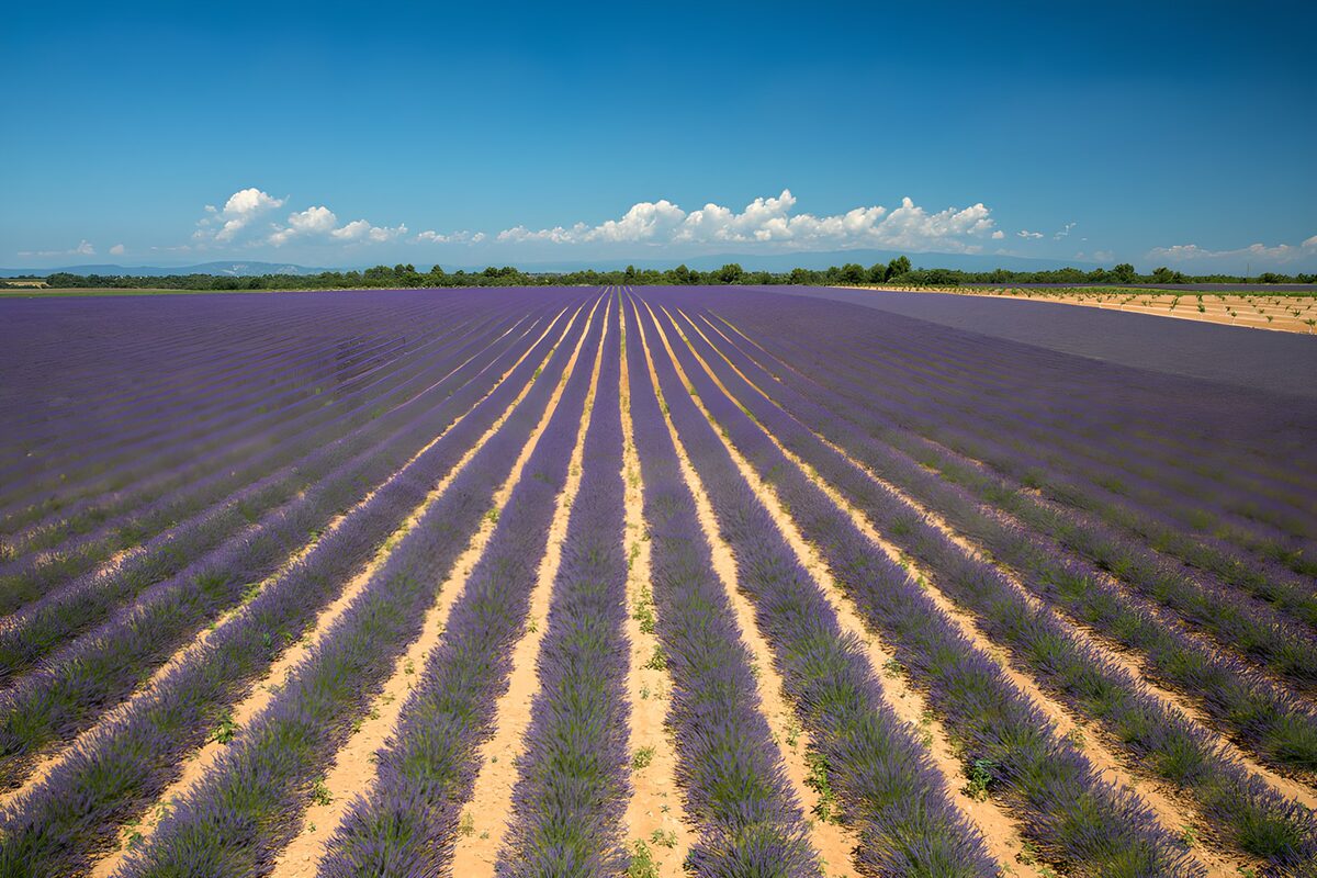 Lavender Fields Under a Clear Blue Sky