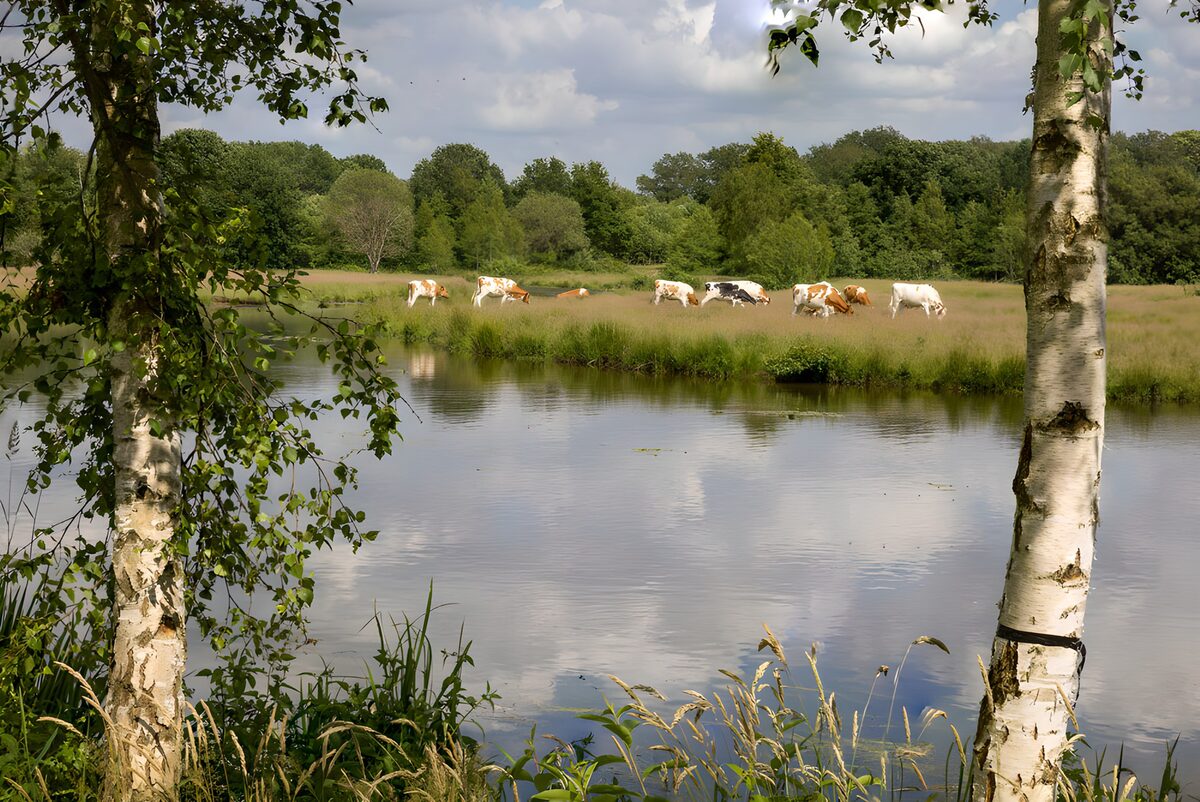 Peaceful Pasture by the River