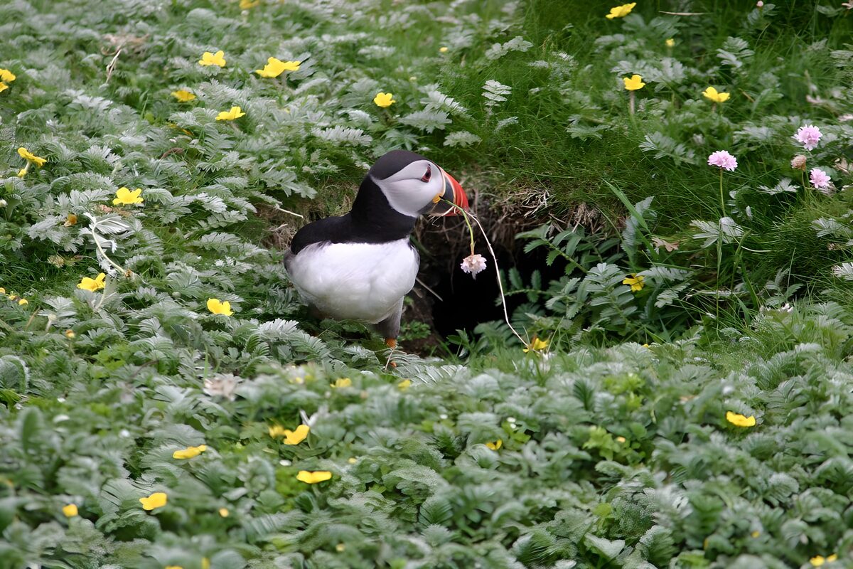 Puffin with Nesting Material