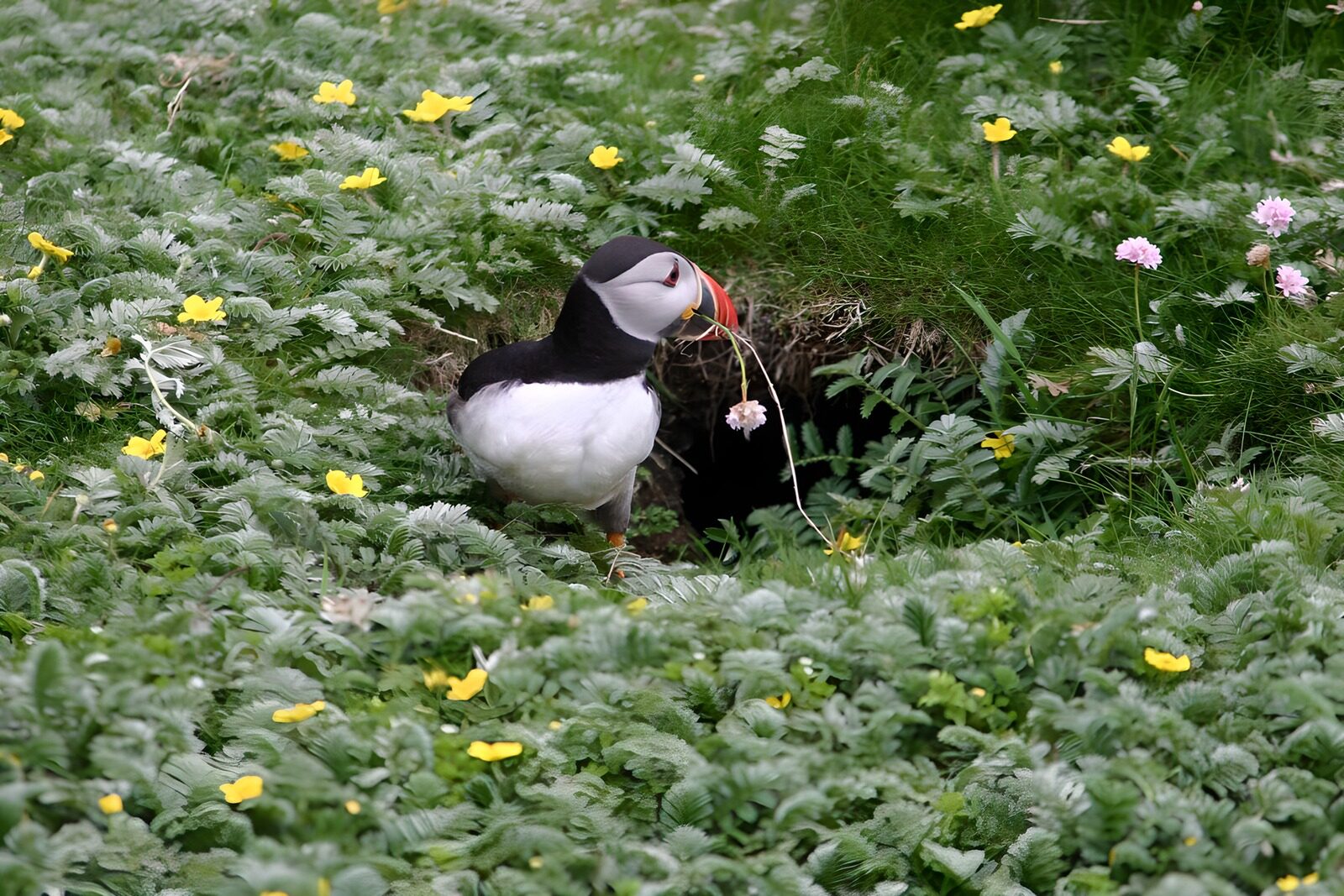 OCCOM4297674: Puffin with Nesting Material