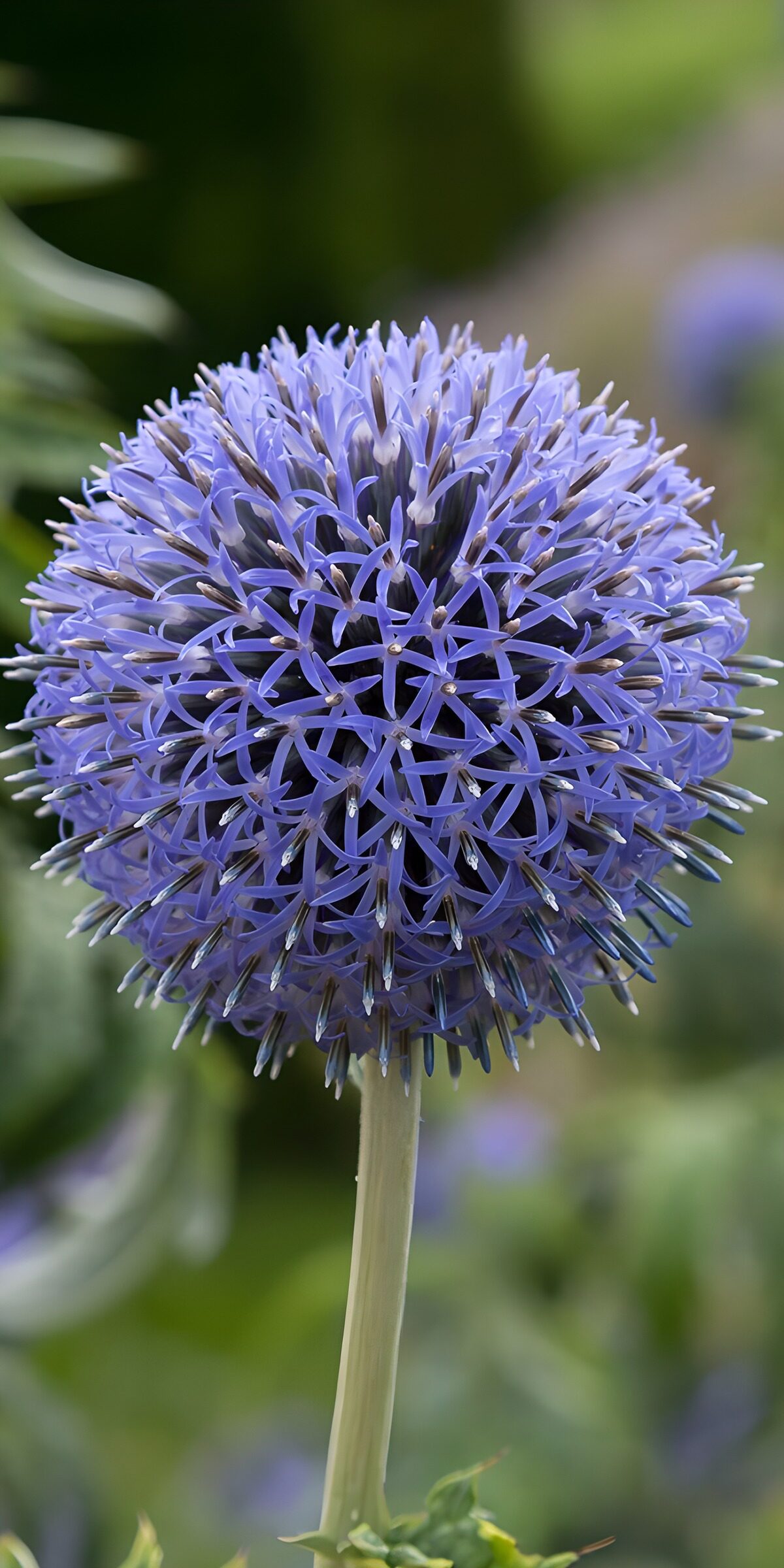 OCCOM4874773: Stunning Blue Globe Thistle Blossom