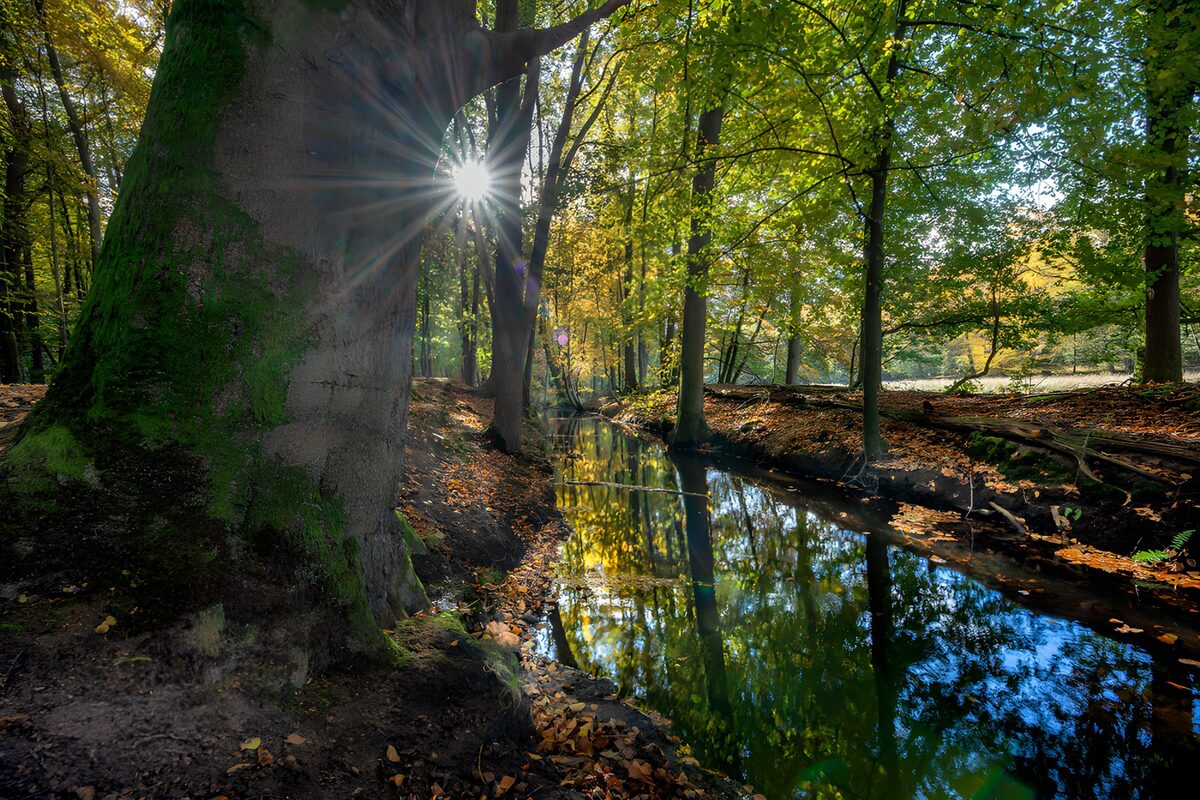 Sunlit Stream in Autumn Forest