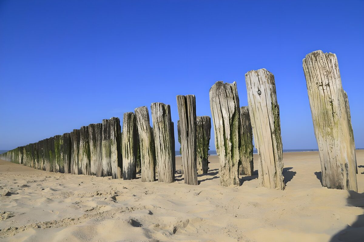Tranquil Beachside Stumps
