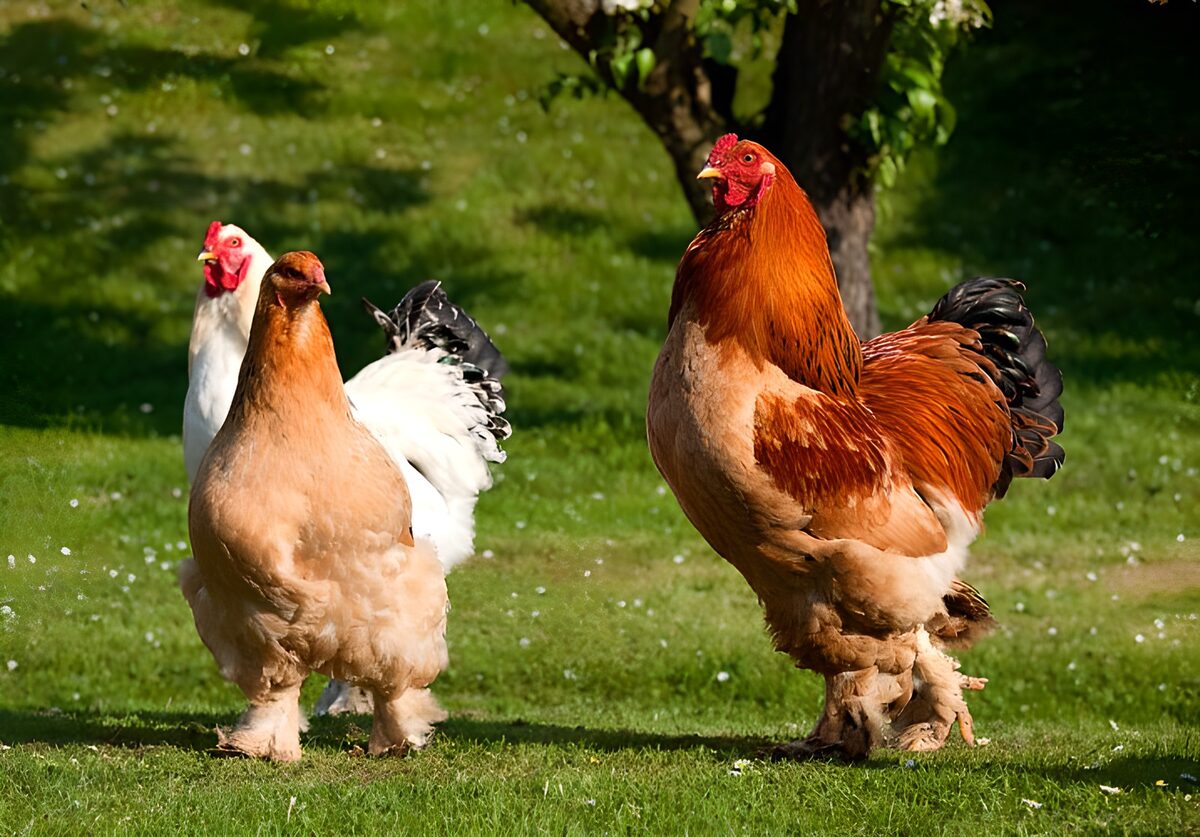 Colorful Roosters in the Grass