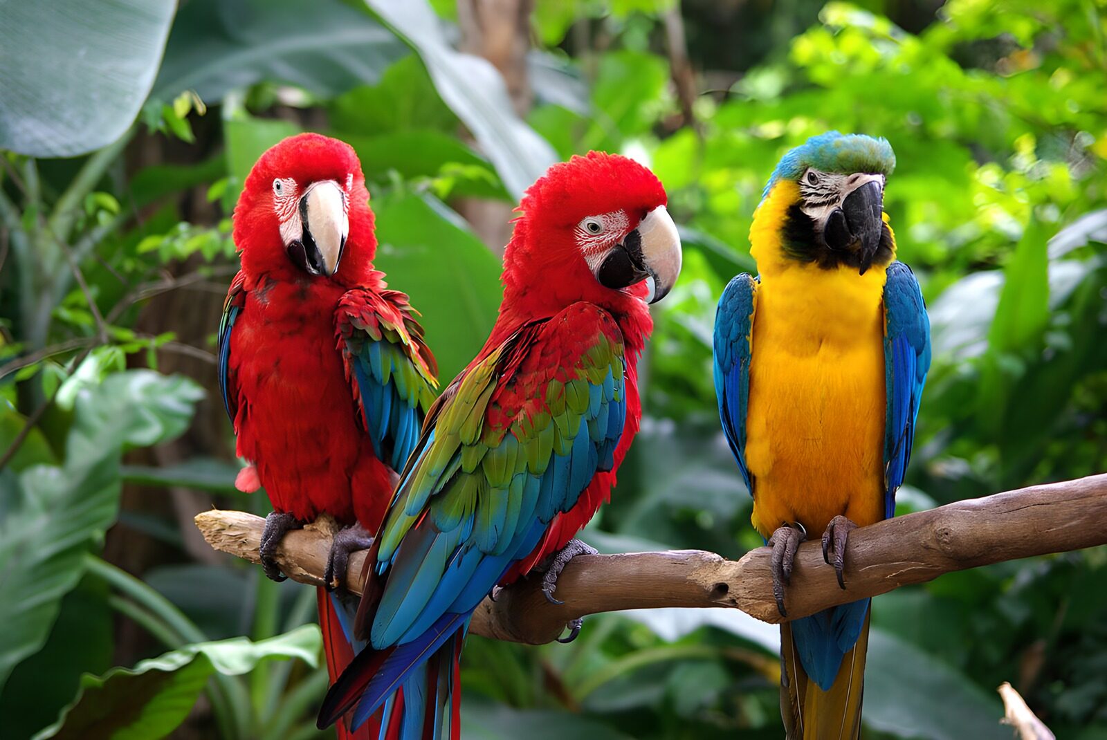 OCCOM6604903: Colorful Parrots Displaying Tropical Beauty