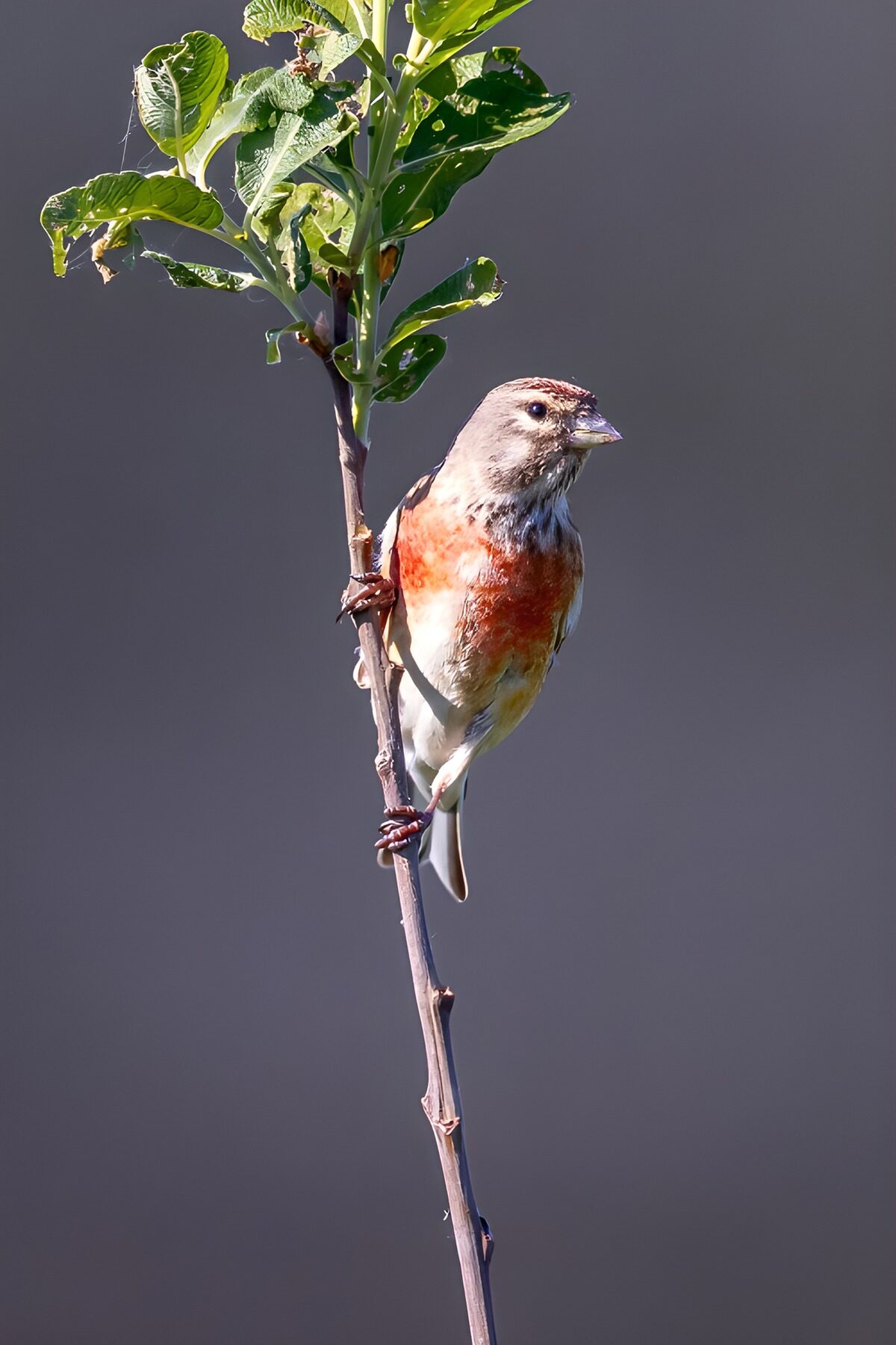 OCCOM6413961: Colorful Bird Perched on a Branch