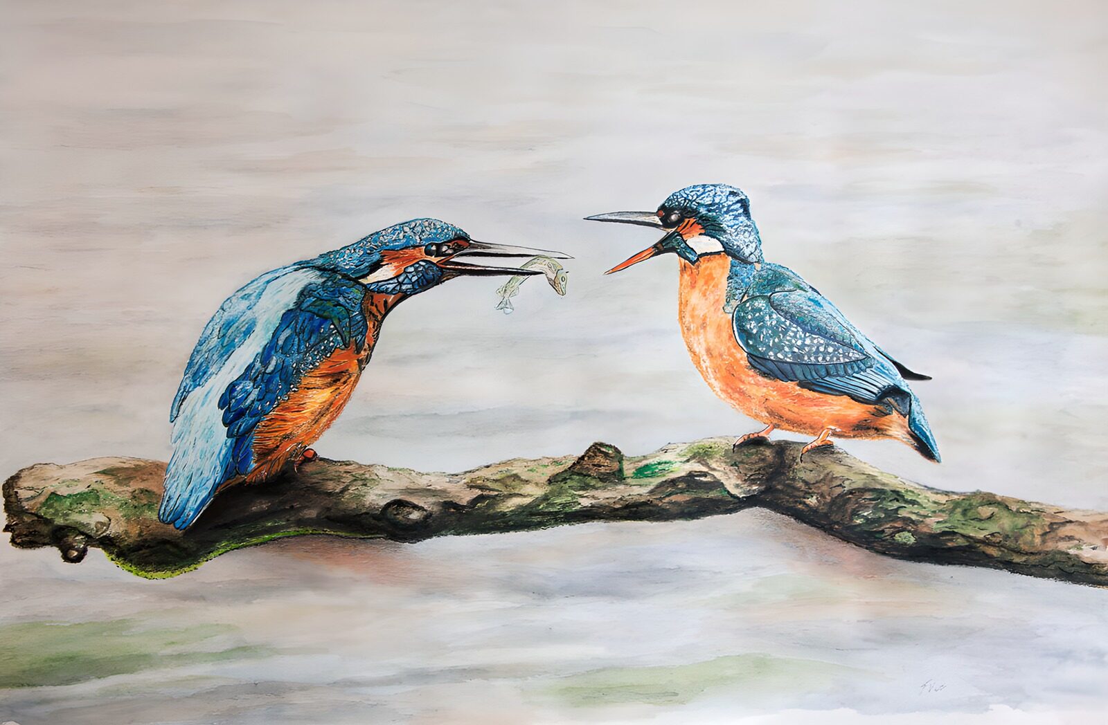 OCCOM7686658: Kingfishers Sharing a Meal