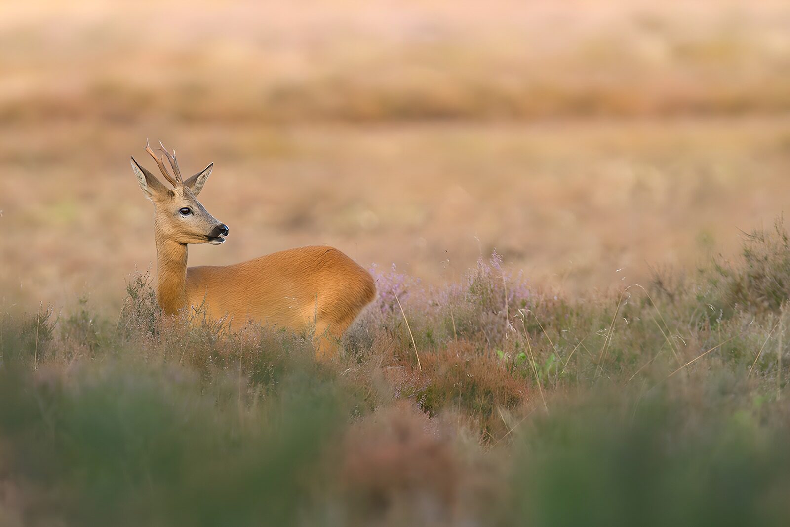 OCCOM5311911: Graceful Roe Deer in Meadow