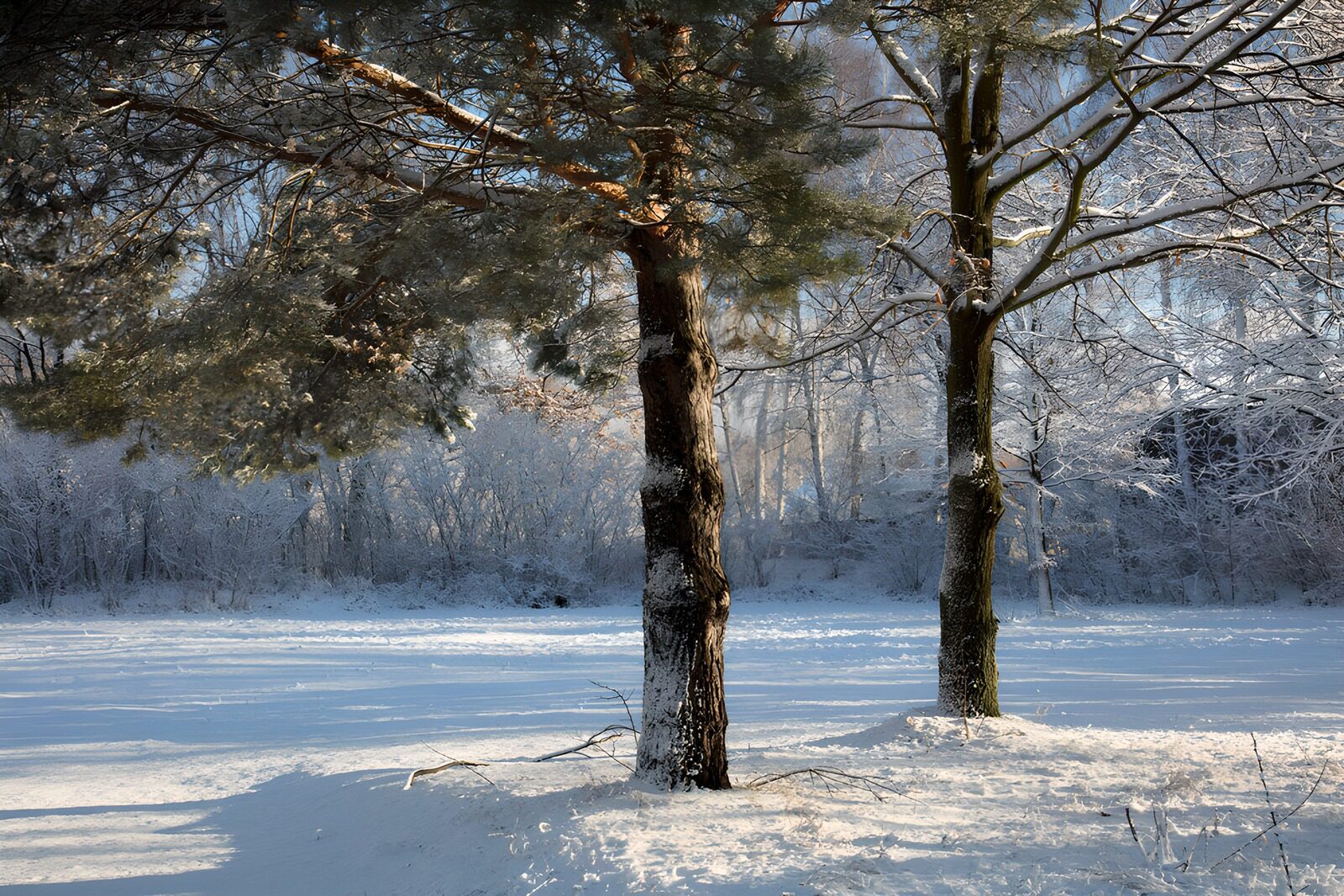 OCCOM9785015: Serene Winter Landscape with Snowy Trees